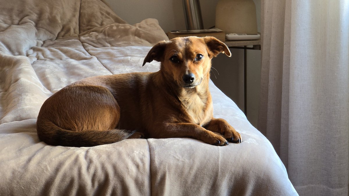 Guilherme tweet media