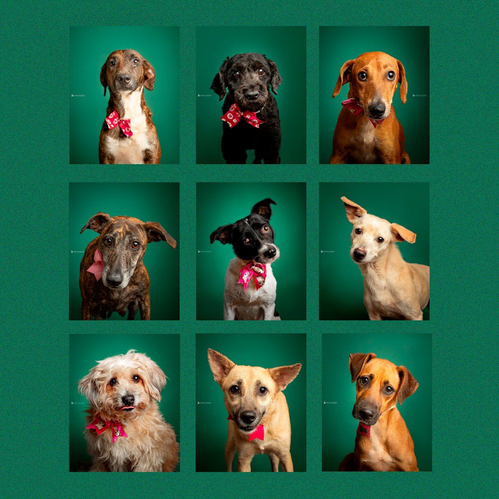 🐶🏠🇵🇾 ¡Estos perritos aguardan por nuevos hogares!

Este sábado se realiza una jornada más de adopciones en la Feria Palmear, el equipo de la Dirección Nacional de Defensa, Salud y Bienestar Animal estará presente con los peluditos que buscan nuevos adoptantes.