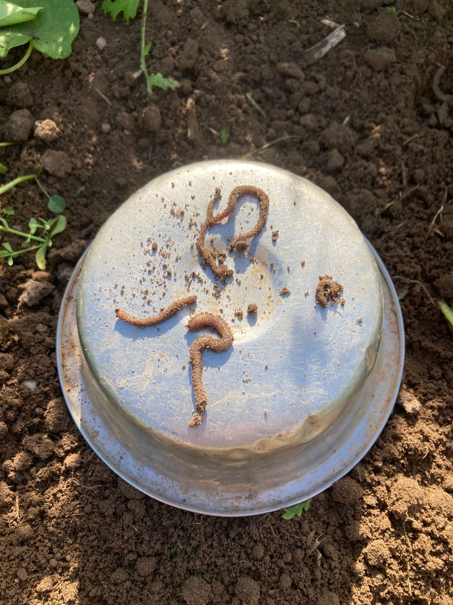Kingscrops's tweet image. Technical advisor, Will Pratt, was recently in south Derbyshire visiting a Short Summer Mix - a versatile catch crop that provides good biomass and rooting in the soil.