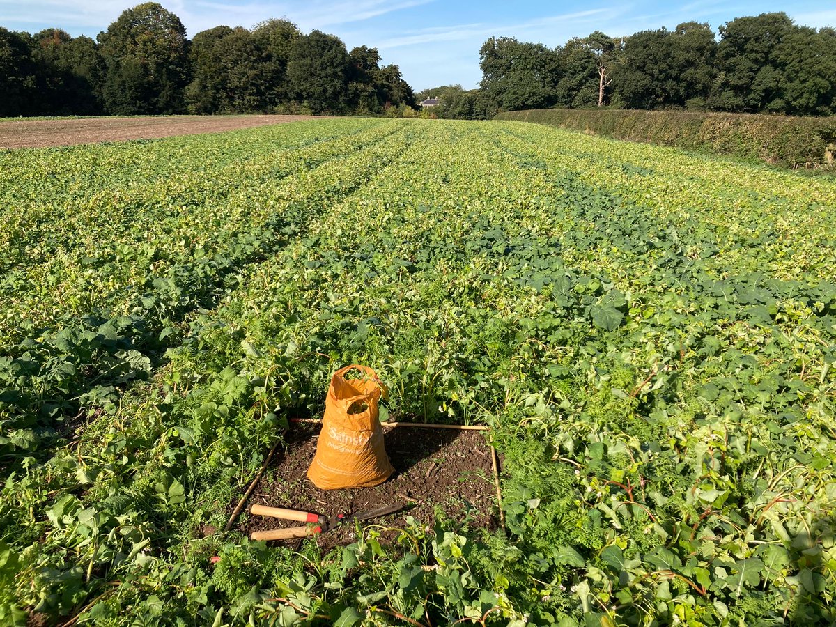Kingscrops's tweet image. Technical advisor, Will Pratt, was recently in south Derbyshire visiting a Short Summer Mix - a versatile catch crop that provides good biomass and rooting in the soil.
