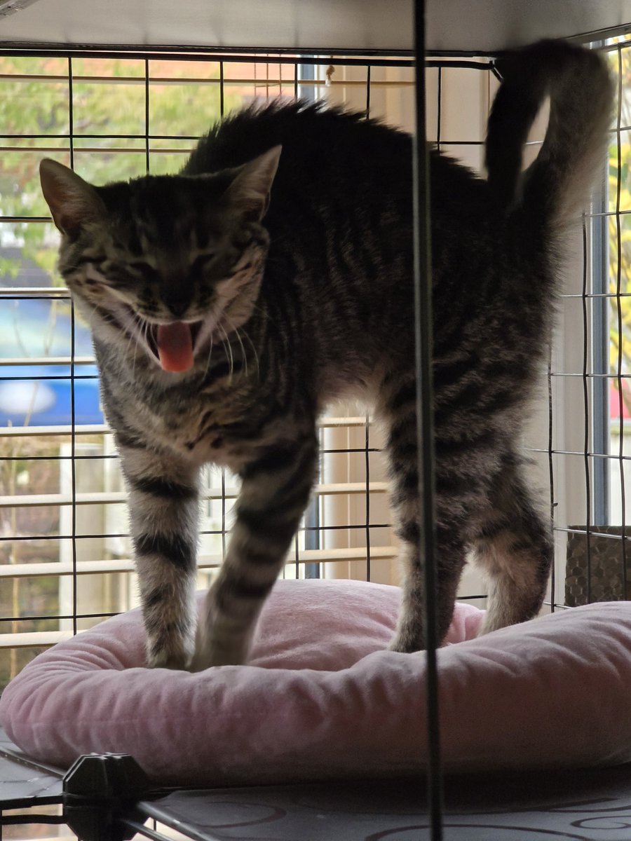 I love this kitten lmao mid stretch!