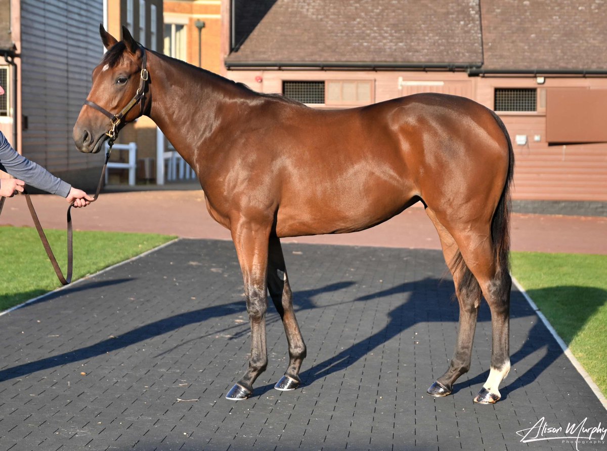 NatStudStallion's tweet photo. Another 6๏ธโฃ figure Lope Y Fernandez Yearling ๐คฏ โฉ 125,000Gns
Lot 271, LYF ex ๐๐ถ๐ฏ๐ข ๐๐ฉ๐ข๐ด๐ฆ is a half-sister to the famous stayer Stratum (Gr.2 placed) and is knocked down to @Channonracing & @Armandoduarte ๐๐
#LopeYFernadez #LYF #NSstallions #FirstYearlings https://t.co/kAgfH70yP2