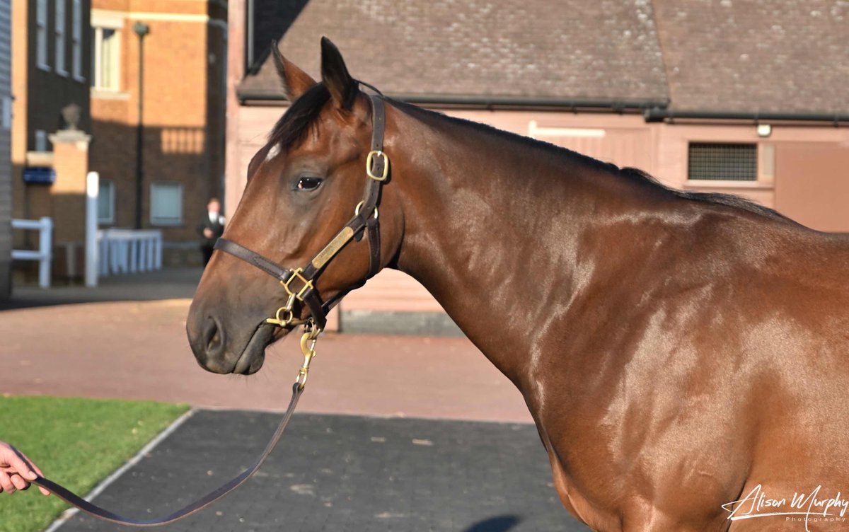 NatStudStallion's tweet photo. Another 6๏ธโฃ figure Lope Y Fernandez Yearling ๐คฏ โฉ 125,000Gns
Lot 271, LYF ex ๐๐ถ๐ฏ๐ข ๐๐ฉ๐ข๐ด๐ฆ is a half-sister to the famous stayer Stratum (Gr.2 placed) and is knocked down to @Channonracing & @Armandoduarte ๐๐
#LopeYFernadez #LYF #NSstallions #FirstYearlings https://t.co/kAgfH70yP2