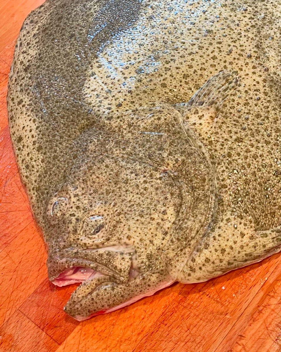 chriswinedoctor's tweet image. Say hello to tonight’s dinner; the King of Fishes. Filleting knives at the ready. #turbot #afeastfitforaking #sauvignonattheready