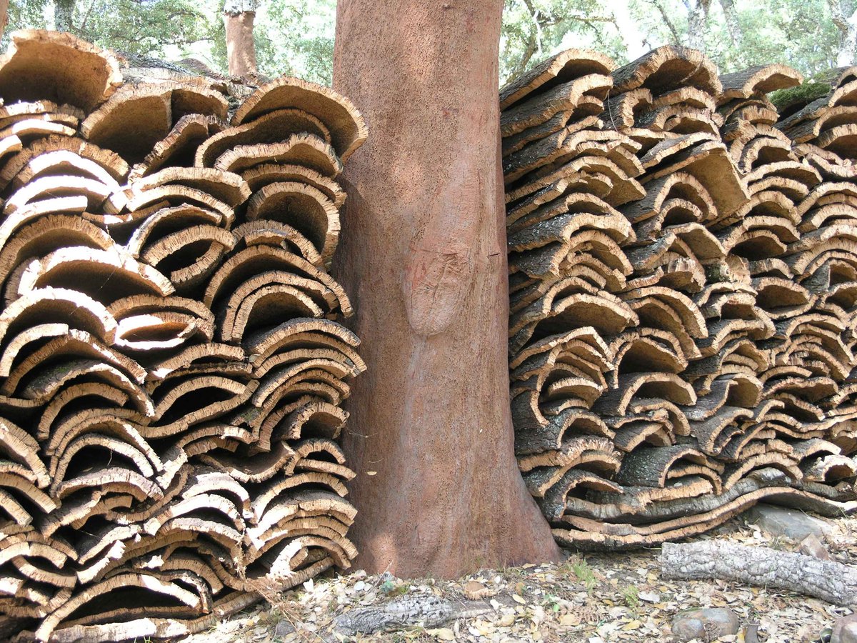 🆕Investigadores de España, Portugal e Italia se reúnen en Mérida para dinamizar proyectos innovadores en beneficio del sector corchero🤎
✅Organiza <a href="/CICYTEX/">CICYTEX</a> y <a href="/RETECORK/">RETECORK</a> 
👉Participa ICIFOR-INIA-CSIC, <a href="/INIAV_IP/">INIAV, IP</a>, <a href="/midra_i/">iMIDRA</a>, AGRIS SARDEGNA, CTCOR, etc. 
cicytex.juntaex.es/-/investigador…