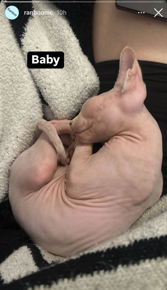 Ranboo posted a photo of Prawn on their instagram story! :D