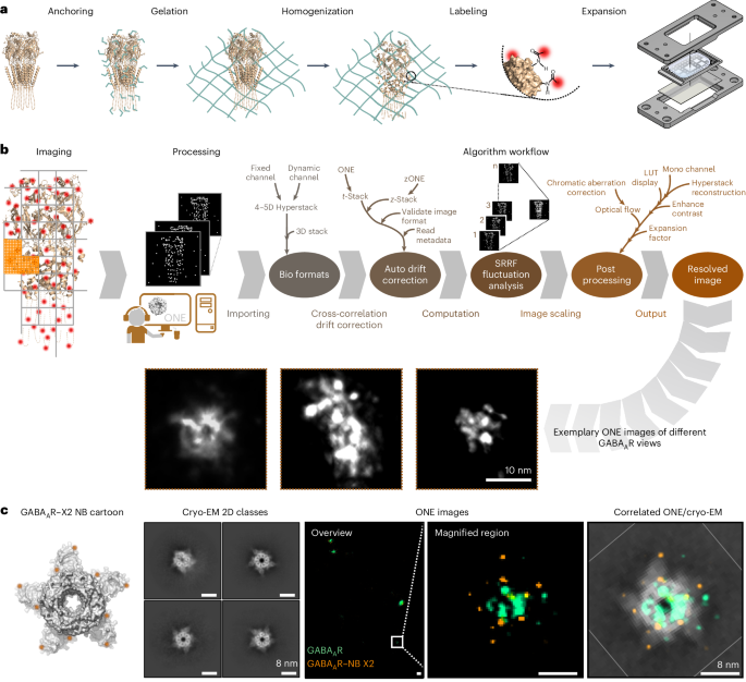 NatureBiotech's tweet photo. One-step nanoscale expansion microscopy reveals individual protein shapes https://t.co/a6ANzO7B8Z https://t.co/gRmbYTfFns