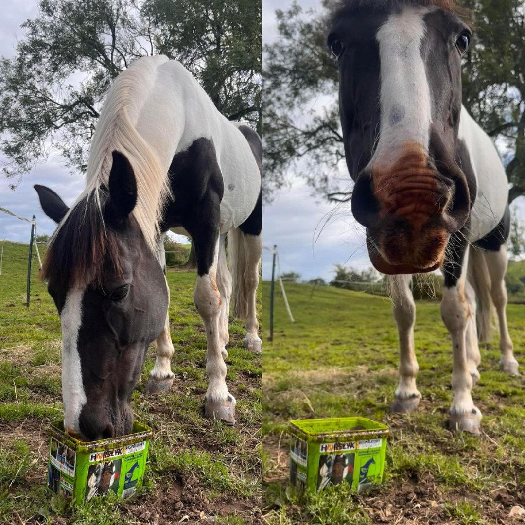 Archie's enjoyed his Horslyx Respiratory balancer so much its up his legs too! 👅😂

📸 A big thank you to Holly Chadwick for sending us this brilliant photo!