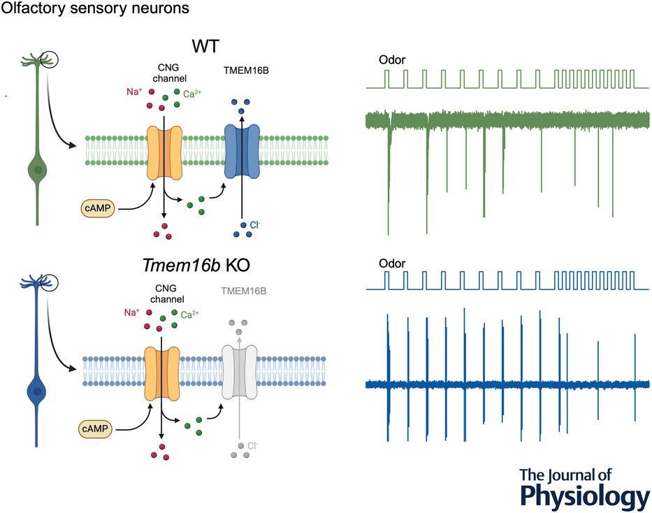 #Research by Johannes Reisert (<a href="/MonellSc/">Monell Center</a>) et al. examines how the Ca2+-activated Cl− channel TMEM16B shapes the response time course of #olfactory sensory neurons 👃💡  

📜 Access the article here: buff.ly/40d80DN