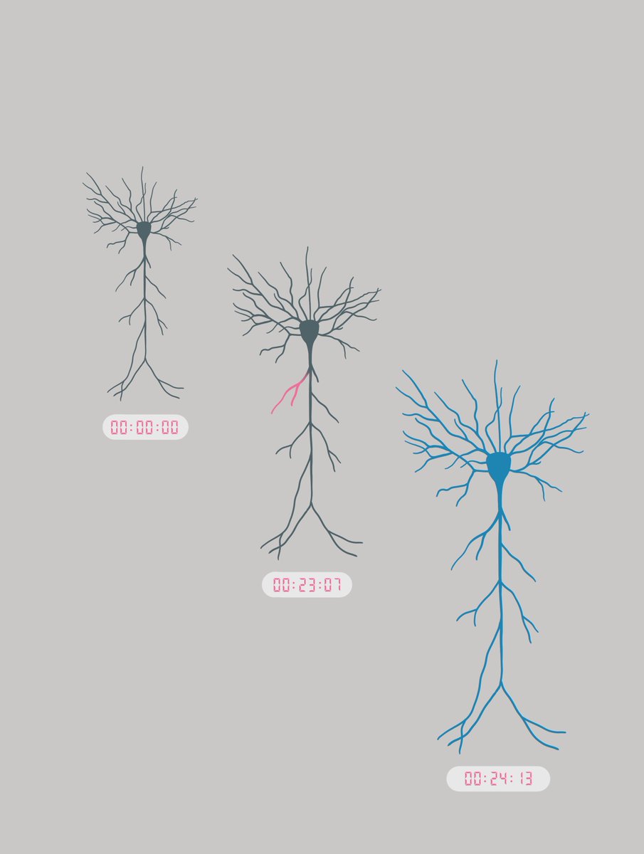 Scientists have discovered key mechanisms in how neurons encode information on timescales that match learning. Published in <a href="/Nature/">nature</a> today - Congratulations to @neuroanant, Yoshihisa Nakahata, <a href="/Ryohei_Neuro/">Ryohei りょうへー</a> and the entire team! 
#BTSP #NeuroResearch
mpfi.org/extended-timin…