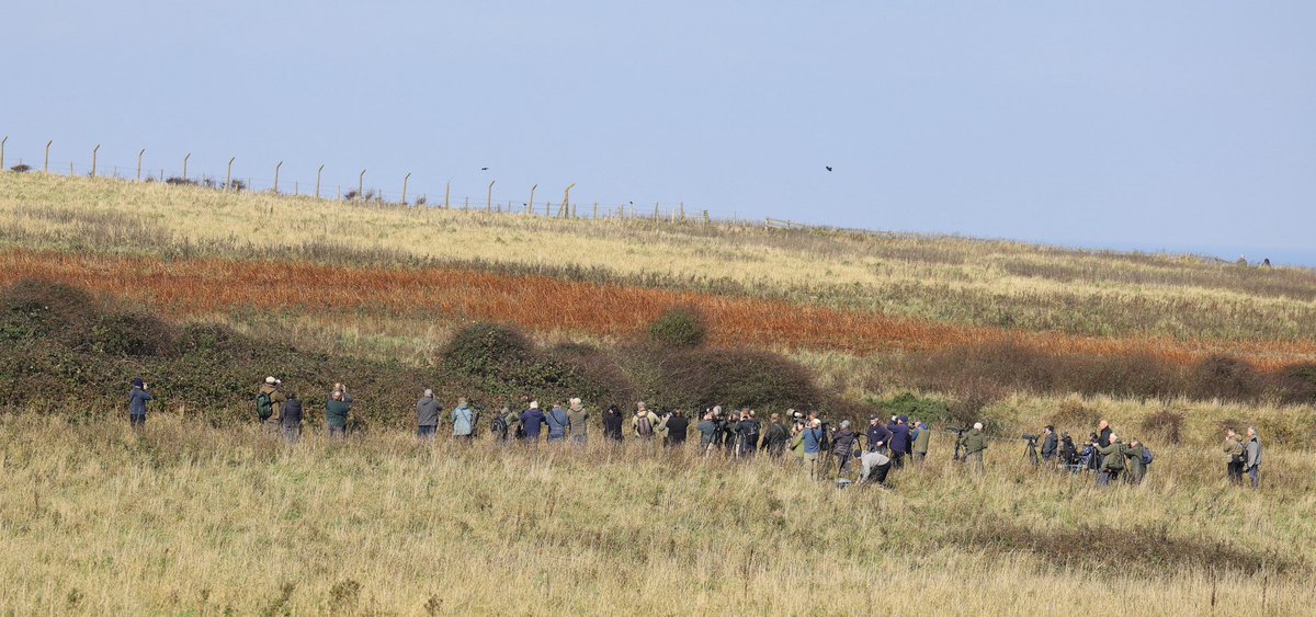 ScratchDial (@scratchtrev) on Twitter photo At Bempton today a poop sample from the ‘Daurianesque’ Shrike was successfully secured by warden Dave Aitken! Soon to be winging its way to
<a href="/docmartin2mc/">Martin Collinson #BLM</a> for DNA analysis. Will update with result when completed 👍🏼 (nature trail image from Saturday) At Bempton today a poop sample from the ‘Daurianesque’ Shrike was successfully secured by warden Dave Aitken! Soon to be winging its way to
<a href="/docmartin2mc/">Martin Collinson #BLM</a> for DNA analysis. Will update with result when completed 👍🏼 (nature trail image from Saturday)