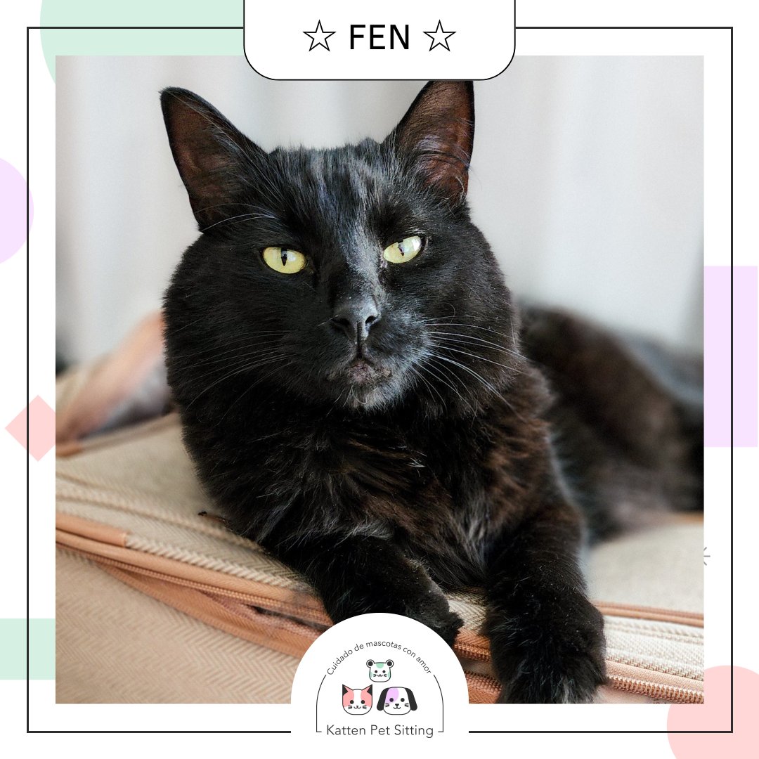 PetKatten's tweet photo. 🌈 Bienvenido hermoso #Fen al #KattenTeam! Welcome beautiful #Fen to the Katten Team! 💖🐈⬛. Les presentamos a este bebito y porfa no se pierdan LOS FOTONES que le sacamos 😻📸, es que es muy modelo él 👑💖. Estuvimos cuidando a Fen unos días y lo amamos fuerte! (+) https://t.co/RIgAoNlkhr