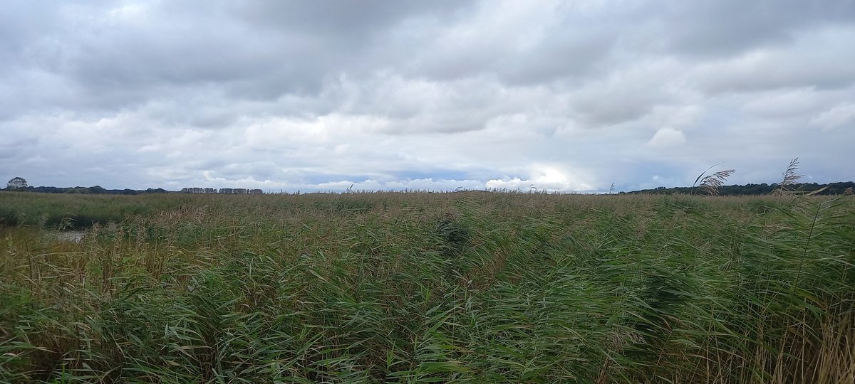 bobservablelife's tweet photo. A fairly modest 52spp in over 4hrs for @BirdTrack at #Minsmere today on what I calculated was my first visit in 50yrs. No Great Egrets back then (or egrets of any size, come to that). @Natures_Voice https://t.co/igKlfNhQ8I