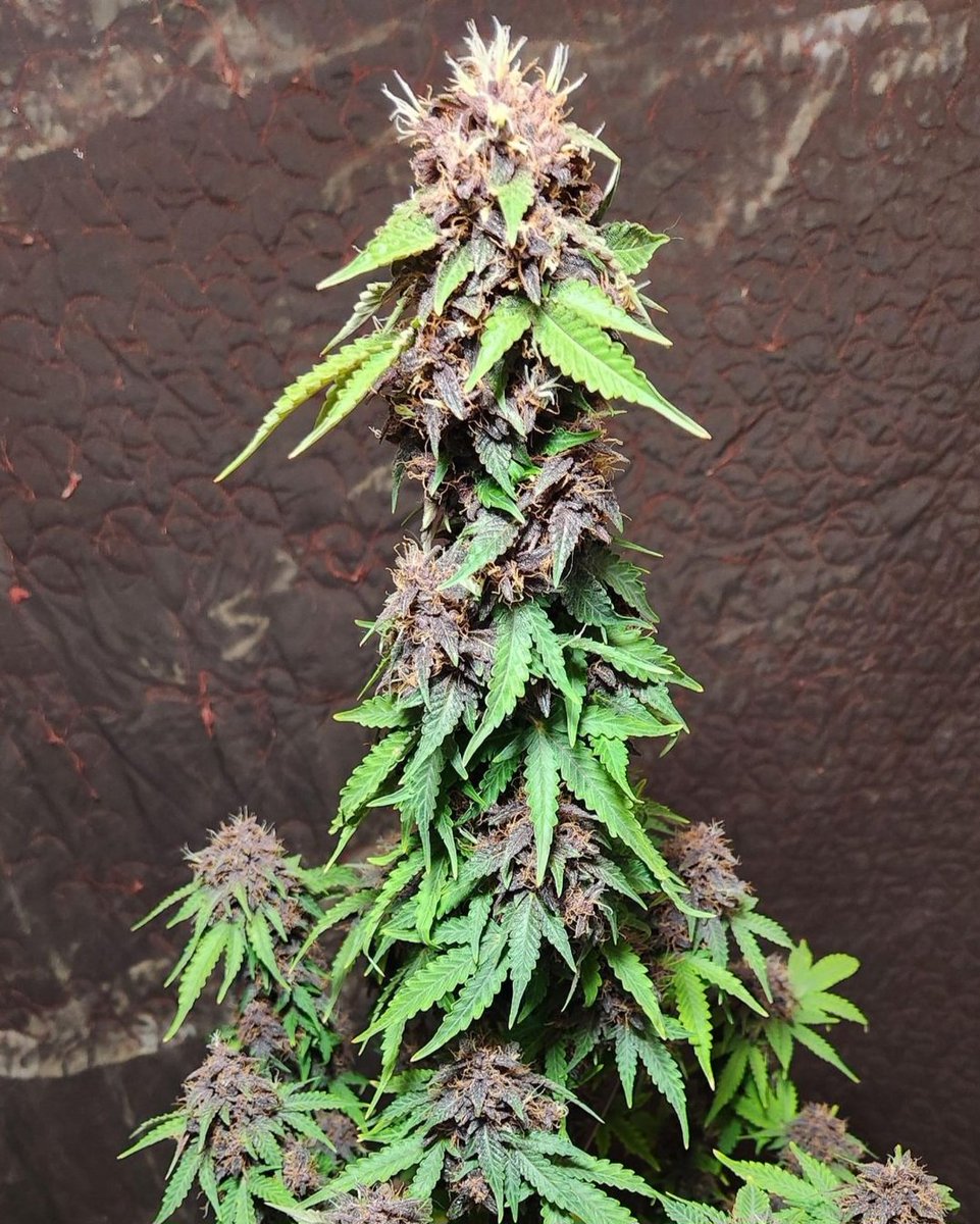KannabiaSeedsUS's tweet photo. SWISS DREAM ROSÉ AUTO CBD by #Kannabia 🌱 @KannabiaSeeds @Kannabia_Samen @IntKannabia

📷 Credits: Gottagrowsometime (via GrowDiaries)

ℹ️ #SwissDreamRoseAutoCBD #seeds 👇
https://t.co/SUeOu3j3kP 

Auto🌻
#CBDSeed ⚕️
Ratio 23:1 (CBD:THC)
#CBD: 7%
THC: 0,3%
Indica dominant hybrid https://t.co/8VPZ0geOHU