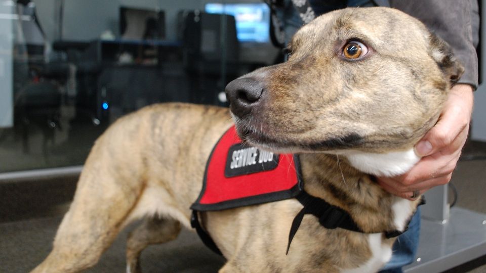 Victoria DRC tweet media