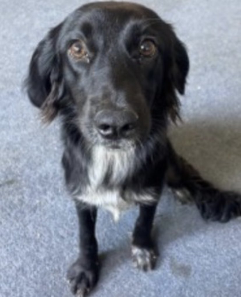 rosieDoc2's tweet photo. #SpanielHour
JETT missing #Drax #NorthYorkshire #YO8 6/10/24
Female/young adult #Crossbreed black / white chest / white sock on left paw / ginger fur on back legs
CHIPPED
https://t.co/LQAPkyws0e
@Robertd92674873 @NorthYorkshireL @RachaelB100 @juliagarland73 @BitofDecorum https://t.co/863QxYcT3f