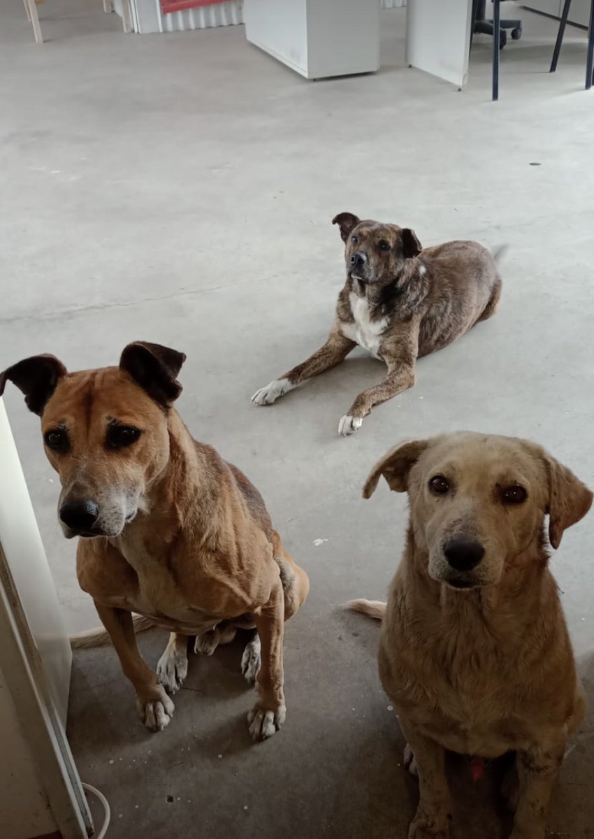 no me miren así que no me los puedo llevar a casa lpm 🥺