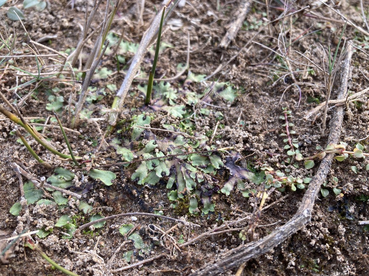 Sam Bosanquet (@sambbryo) on Twitter photo Preissia quadrata is colonising the dune scrapes at Tywyn Aberffraw quite well, which is an encouraging sign, although I couldn’t find any Petalwort in the scrapes. Thanks for your careful work on this site <a href="/TwyniByw/">Sands of LIFE</a> Preissia quadrata is colonising the dune scrapes at Tywyn Aberffraw quite well, which is an encouraging sign, although I couldn’t find any Petalwort in the scrapes. Thanks for your careful work on this site <a href="/TwyniByw/">Sands of LIFE</a>