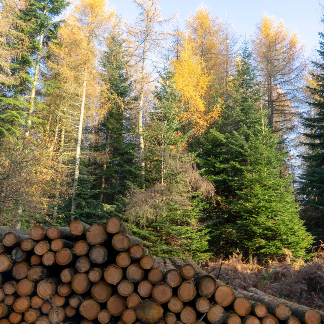 Forestry England tweet media