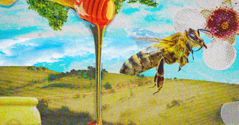 "Researchers found that oral administration of manuka honey significantly reduced tumor growth by 84% in mice..."

Could Manuka honey be used to supplement traditional breast cancer treatment?

nicenews.com/health-and-wel…