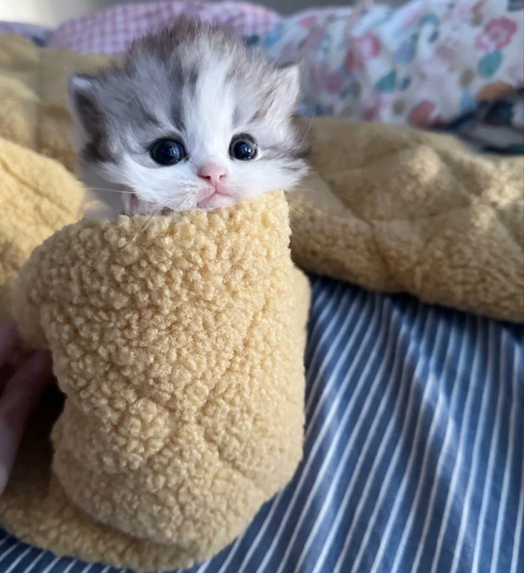 Smol burrito