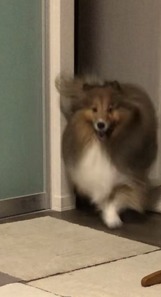 もふん！もふん！