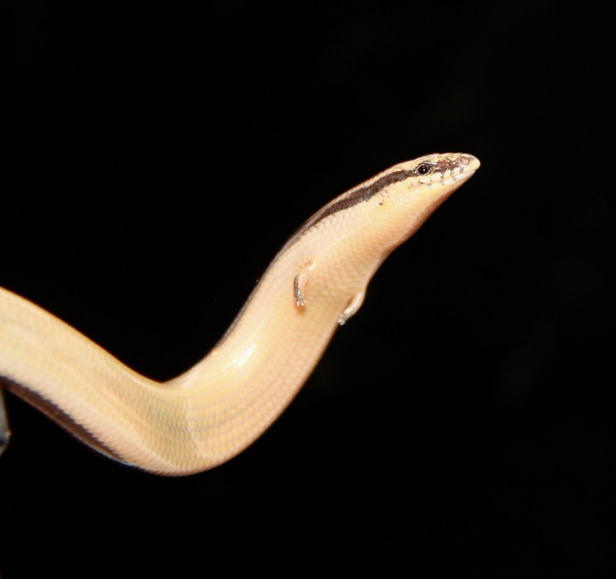 手がたまらん😍
#足短族