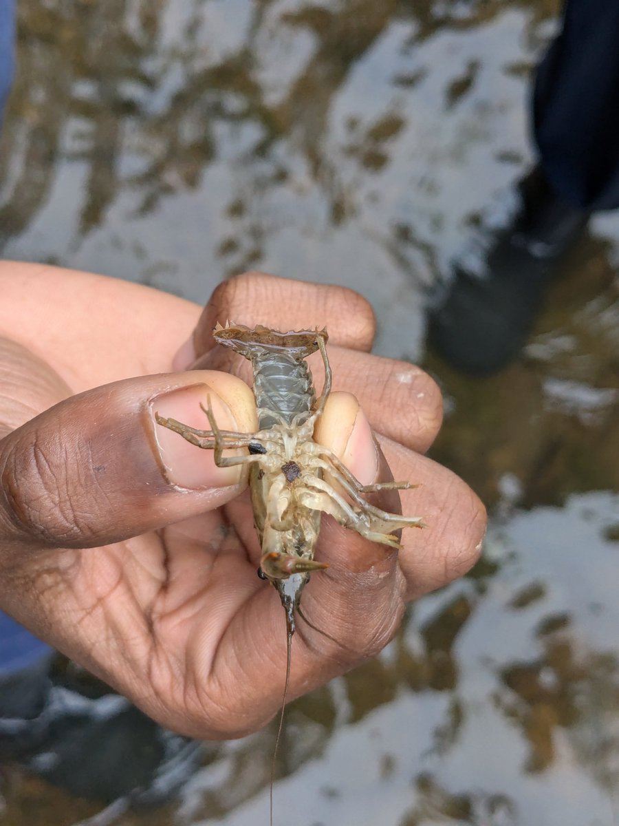 DocTsuga's tweet photo. Ecology course updates: spent the last two weeks of lab doing a mark and recapture of crayfish on campus. We'll be estimating population size and considering a few additional population attributes. https://t.co/cBrWp2p8aI