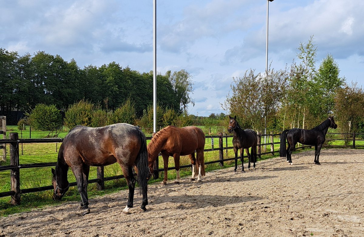 Eerst even rennen en rollen in de bak
Daarna lekker nog in de wei
#Bolheims #Welsh #NWR