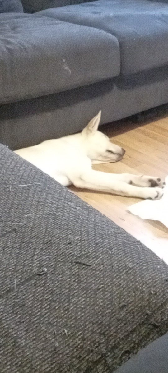 CherryBoy tweet media