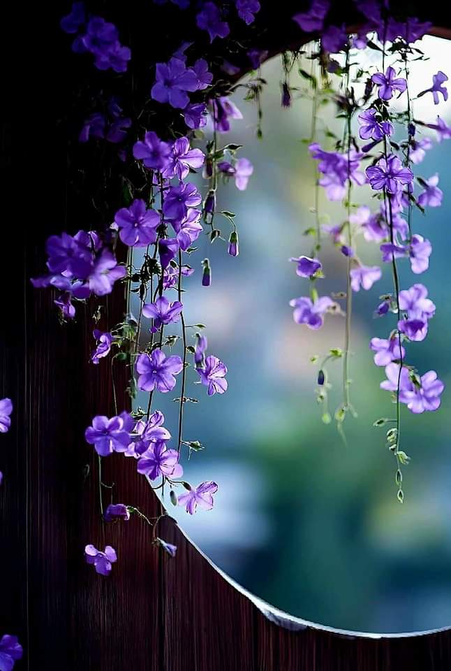 marycastro54's tweet photo. 💜🪻🍃💜🪻🍃💜 https://t.co/TkYJrzvRVV