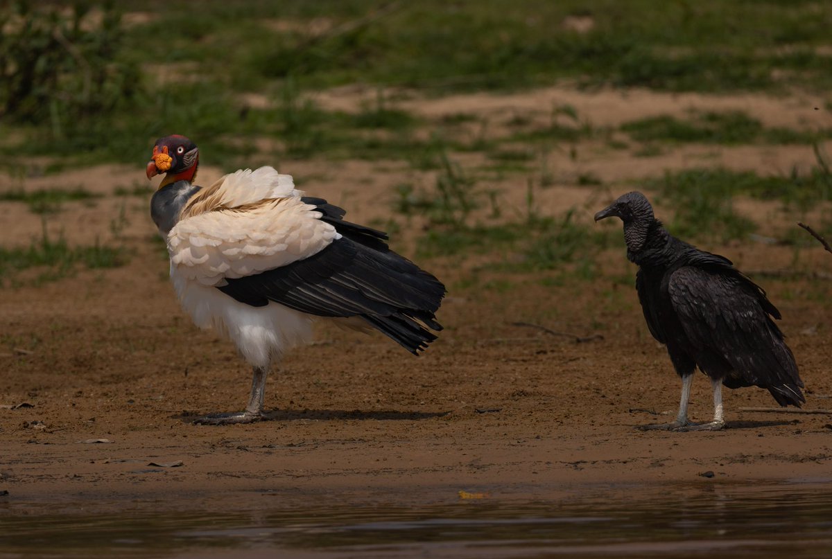 Voy con fotos del Rey Zamuro o Zopilote Real (Sarcoramphus papa) como quizás nunca lo habías visto.

Es el rey de la familia Cathartidae. En su grupo, es el chivo que más mea, el que tiene el coroto guindando en la cara 🤣 y el “pana burda” más querido de sus primos porque con la