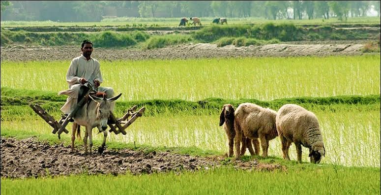 Goth Life ڳوٺ لائيف
#GothLife