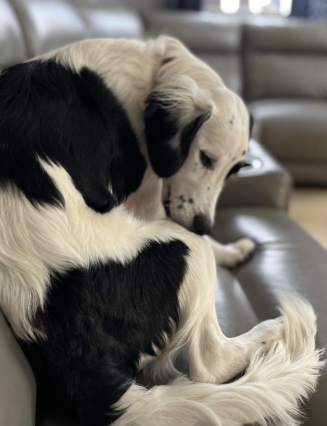 rosieDoc2's tweet photo. #SpanielHour
MARS missing #Spaniel x (missing with Thor) Male young adult black&white
Lost since sun 2pm 18/8/24 from home Alresford Rd, A31 #Winchester #SO21
CHIPPED
https://t.co/kDcikAJBLK
@WinchesterHour @RachaelB100 @JacquiSaid @rosiedoc666 @juliagarland73 @HunnyJax https://t.co/NPFTUeDyHg