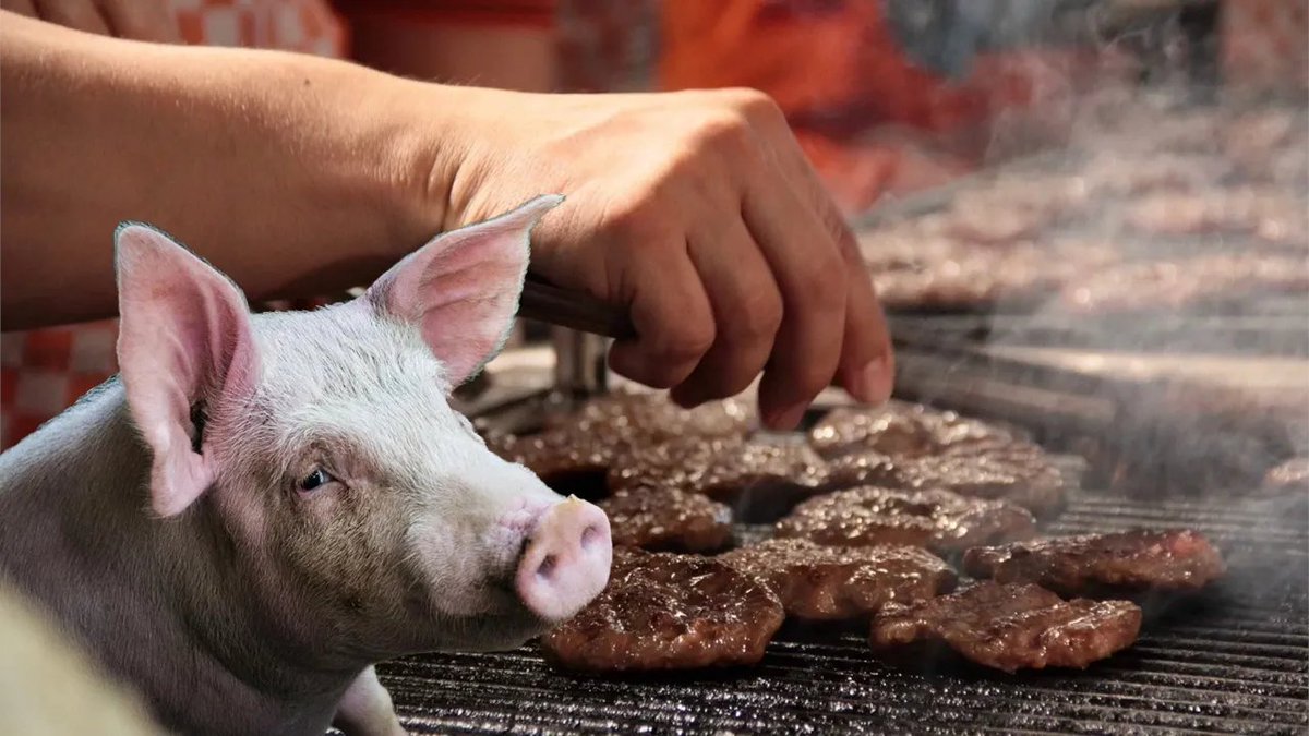 📌Birkaç gündür bir domuz eti muhabbeti dönüyor. Şaşıran arkadaşlar görüyorum, yazmak zorunda hissettim.
Biz son 22 yıldır AKP tarafından yönetilen bir ülkeyiz ve AKP'nin domuz eti ile oldukça içli dışlı bir geçmişi var.
Şimdi AKP ve Domuz eti #bilgisel'i yapalım o halde.
👇👇👇