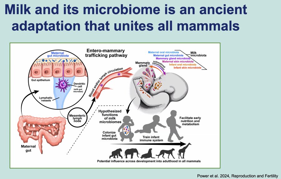 Excited to have <a href="/Carlybacter/">Carly Muletz Wolz</a> from the <a href="/smithsonian/">Smithsonian</a> National Zoological Institute speaking to #MILCclub today about milk across all mammals!

Check out her team's fascinating work here (just 1 example of many): pnas.org/doi/10.1073/pn…