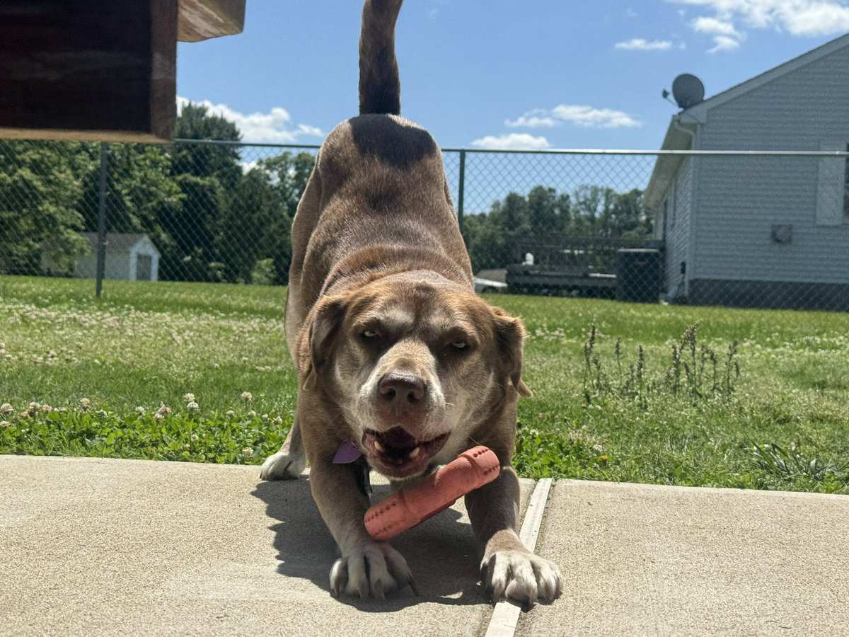 It’s Lucy’s 7th birthday today! If you couldn’t tell she’s busy being the best girl and living her best life 🐶