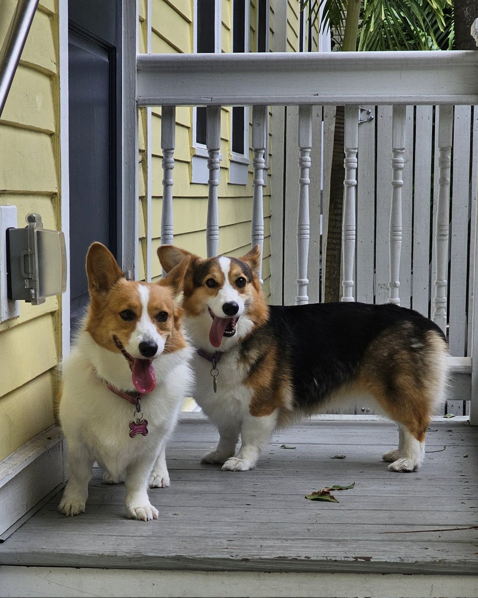 Mom and Dad took us south to avoid the hurricane. How far south? We might be the southernmost corgis in the USA right now ... 
#CorgiCrew