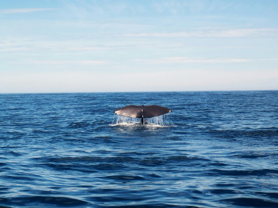 🌊 Less than 8% of the ocean is protected.

🌍Discover how countries are using #MarineManager to move the needle forward and enhance protections for our planet's largest inhabited environment. 
👉bit.ly/3HOpwDT

via <a href="/GlobalFishWatch/">Global Fishing Watch</a>