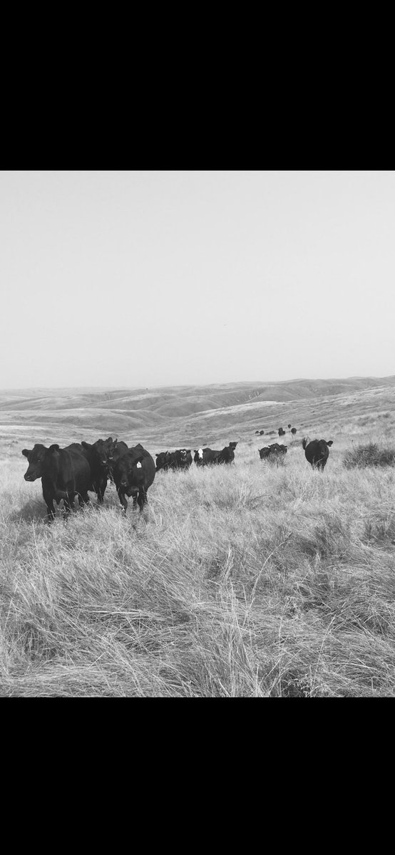 RadarZ06's tweet image. You should have seen it in color….
#fallrun
#millbarnation