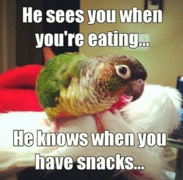 RealParrotLady's tweet photo. https://t.co/6sN7CtE8Ux