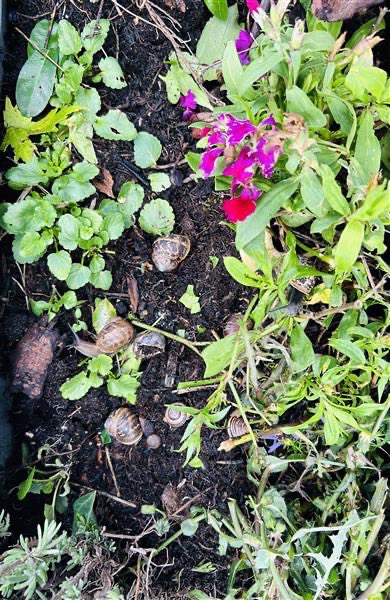 ololn11's tweet photo. Year 4 have been learning lots about God’s creation and have been inspired to take care of the smallest creatures around school. They have created a Bug Hotel and accept new guests each day!  ￼ https://t.co/jMPEvsQlYW