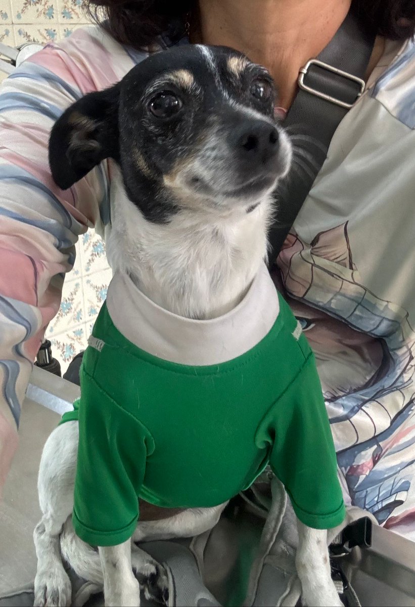 Está nenita hermosa sigue buscando una familia, urge!
Ya no la pueden tener mucho tiempo 
Ya está esterilizada y vacunada 
Es talla chica y tiene 5 años aprox, por favor 🙏🏽🙏🏽🙏🏽🙏🏽🙏🏽
#sos #AdoptaNoCompres #CiudadDeMéxico
Wats 5548724347