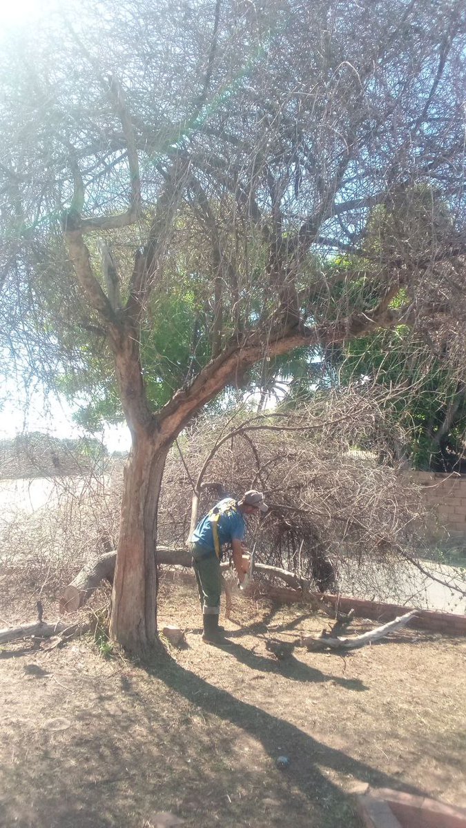 CboSGM2 (@cbosgm2) on Twitter photo Continuamos en la parroquia Agua Salada con los trabajos de pica y poda controlada de árboles en el Centro de Resguardo " Retén"
Seguimos atendiendo a nuestra comunidad en general
#GestiónSergioHernández
<a href="/CBoComandoSH/">Sergio Hernández</a>
<a href="/comandosergioh/">Sergio Hernandez</a>
<a href="/NicolasMaduro/">Nicolás Maduro</a>
<a href="/CBO_Alcaldia/">Alcaldía Angostura del Orinoco</a> Continuamos en la parroquia Agua Salada con los trabajos de pica y poda controlada de árboles en el Centro de Resguardo " Retén"
Seguimos atendiendo a nuestra comunidad en general
#GestiónSergioHernández
<a href="/CBoComandoSH/">Sergio Hernández</a>
<a href="/comandosergioh/">Sergio Hernandez</a>
<a href="/NicolasMaduro/">Nicolás Maduro</a>
<a href="/CBO_Alcaldia/">Alcaldía Angostura del Orinoco</a>