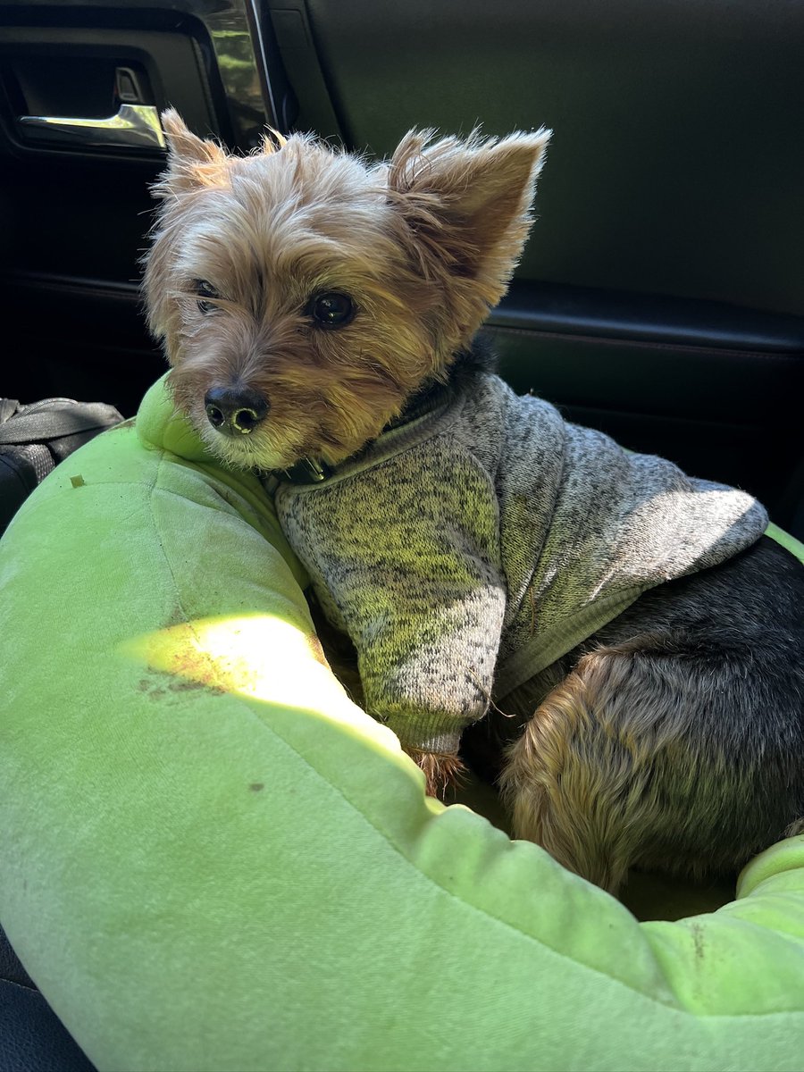 eggnoodlin's tweet photo. he just looks like a stuffed animal i want to squeeze him until he pops https://t.co/uWpxktGEa4
