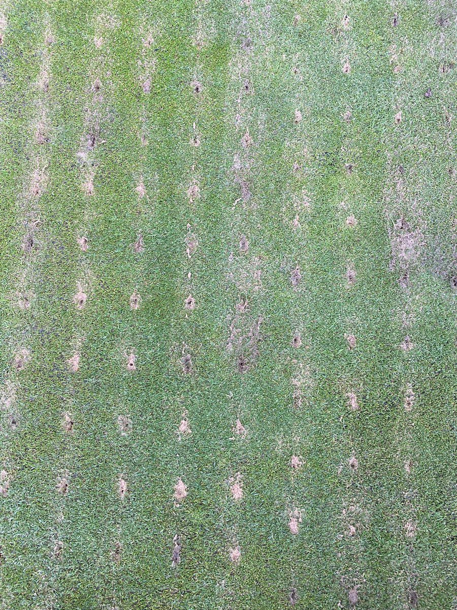 Greens renovations today with <a href="/KenSiems/">Siems Turfgrass Ltd</a> and his DryJect machines. Such an amazing piece of kit that I’d recommend anyone to try out. 30t of sand blasted straight into the profile. Even with 20mm of rain this week and more during the day the finish was top notch 👌