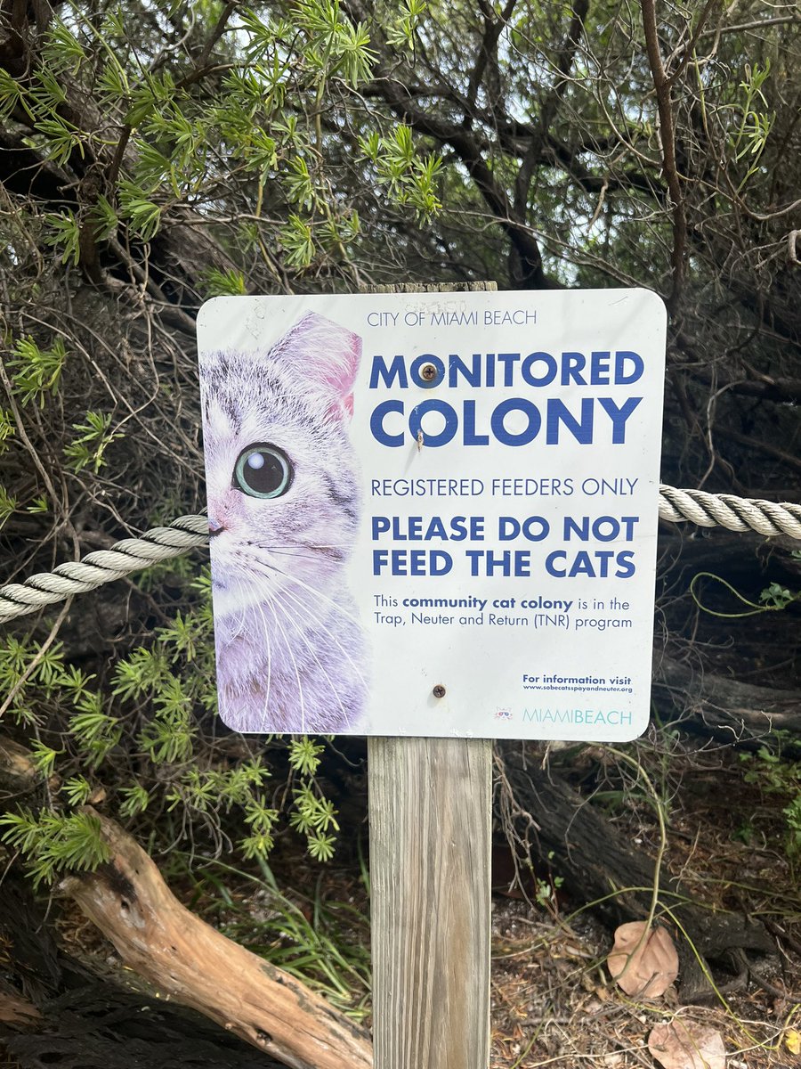 teaching_bliss's tweet photo. I hope this is actively monitored and executed with fidelity 🫶🏽
If it is, this is the sweetest thing I’ve seen for stray cats 🐈 🐈⬛♥️
#MiamiBeach #CatColony
I wanted to clean every water bowl I passed 😅 #controlfreak https://t.co/qS6yUHKaz3