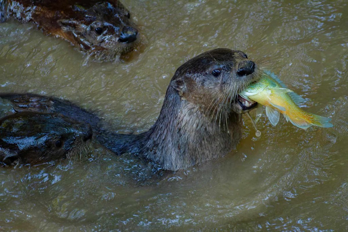 What?!  River Otters at Connemara? 
Enjoy these beautiful photographs taken yesterday by Paul James Marto Jr. at Rowlett Creek near the Connemara iron bridge.