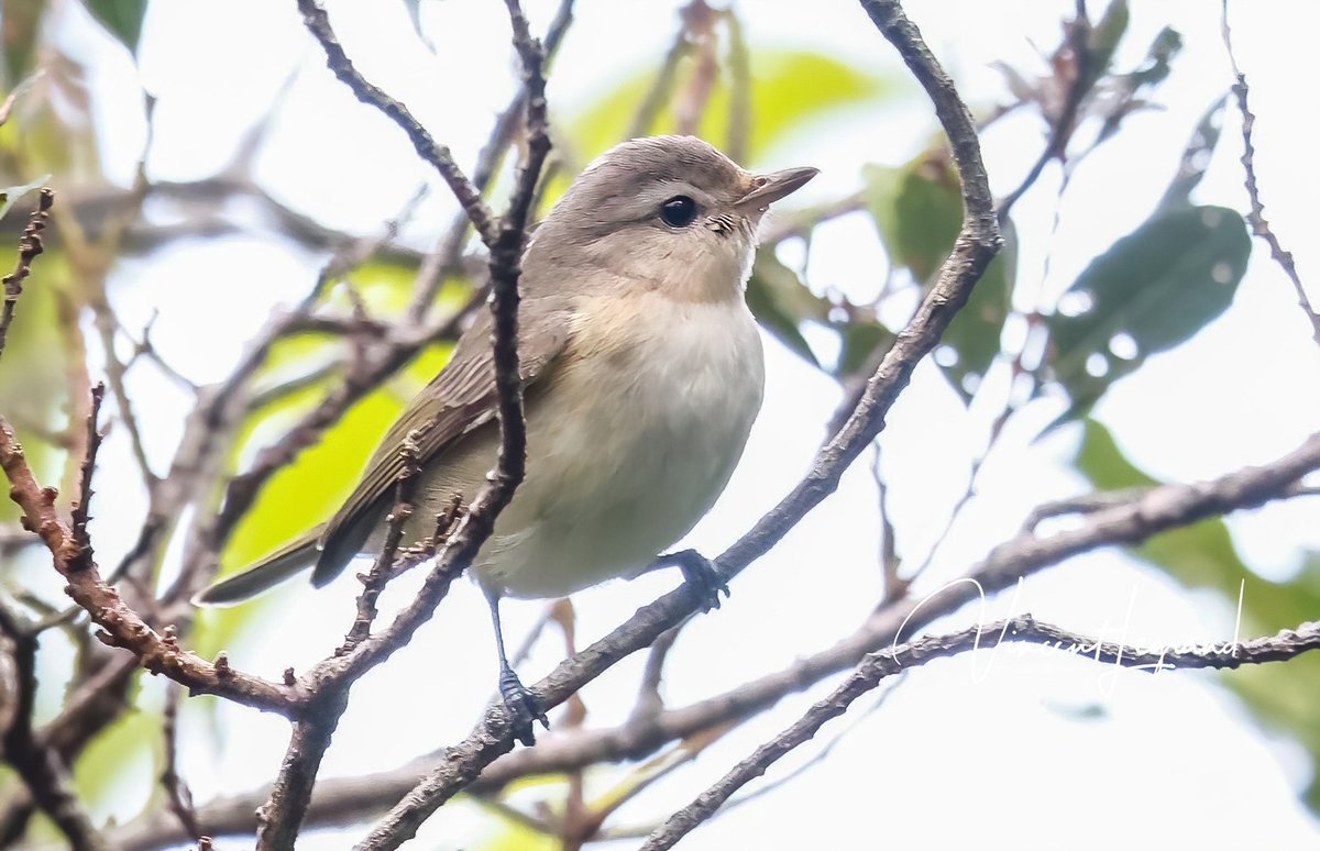 Warbling Vireo, Vireo gilvus photographed at Corvo by Pedro Nicolau &amp; Tiago Guerreiro, photo by Vincent Legrant - 2nd record for Azores and Western Palearctic