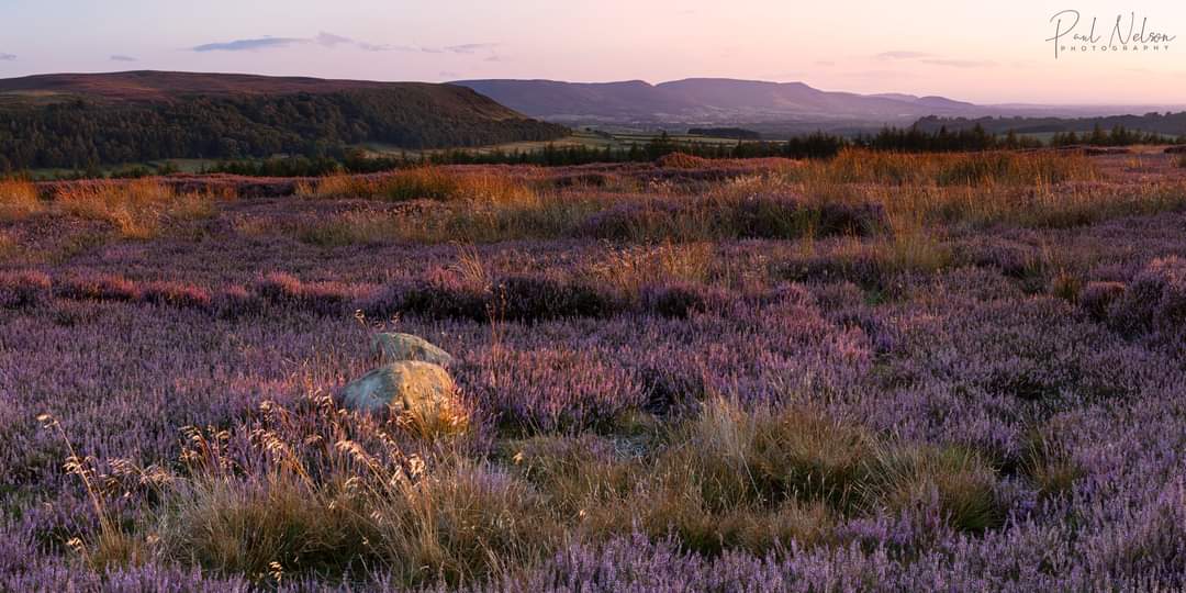 The very last of the light on the heather at Kildale a few weeks ago. Down Cleveland Way on. My first visit there, lovely place.